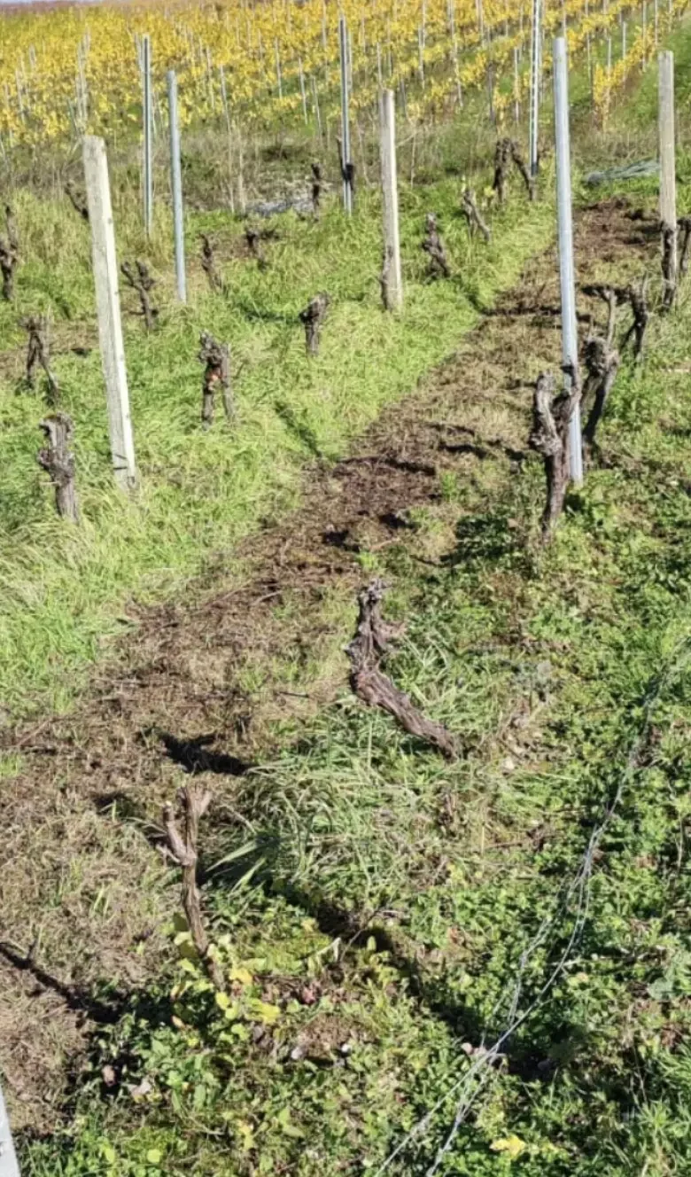 Weinbergarbeit im November